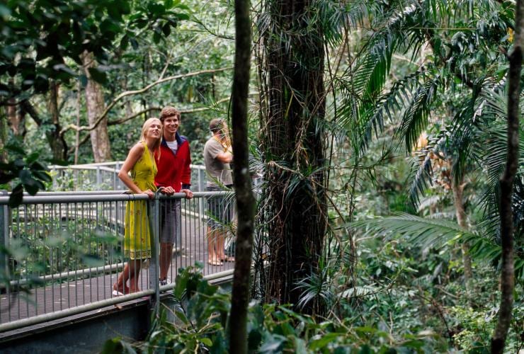 Rainforests to Explore in the Surrounding Cairns Area