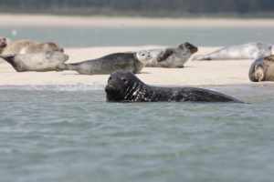 Types of seal found here: