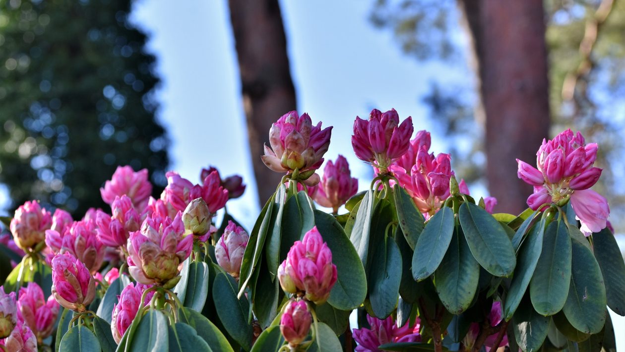 crystal springs rhododendron garden