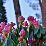 crystal springs rhododendron garden